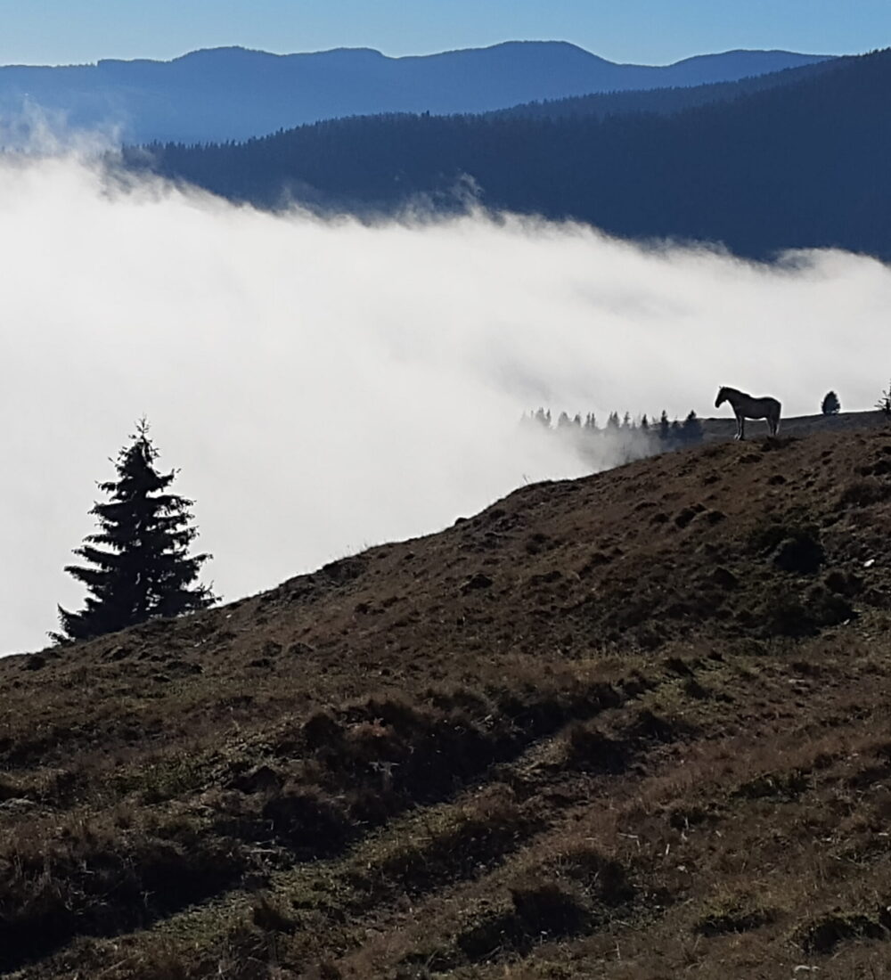 Munții Bistriței: Mădei-Slopătu-Budacu-Borca plus calul contemplator al mării norilor