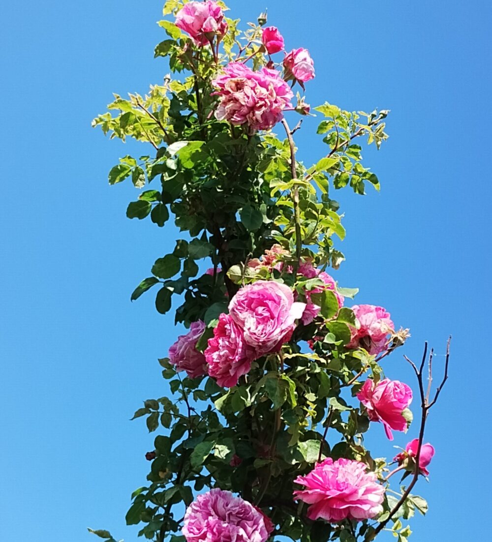 Rosalia, Rusalii, zilele lor, ale trandafirilor