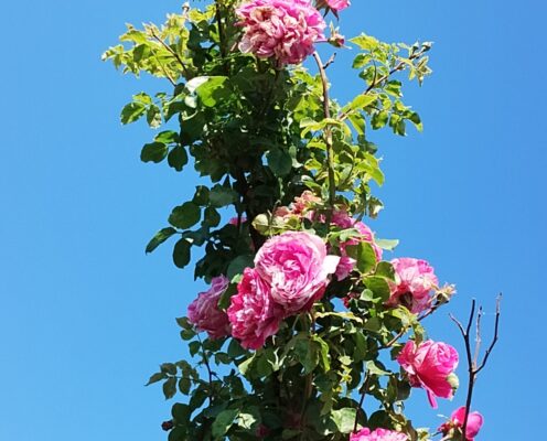 Rosalia, Rusalii, zilele lor, ale trandafirilor